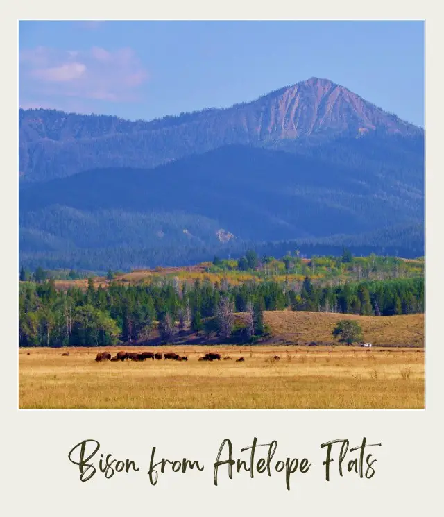 Bison below the mountains and trees in Grand Teton National Park.