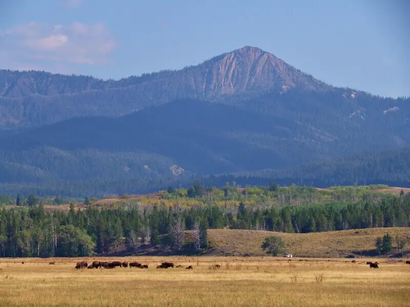 Bison-from-outer-road-Grand-Teton-National-Park