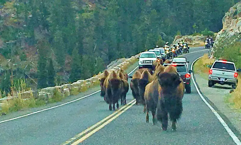 Bison on road yellowstone