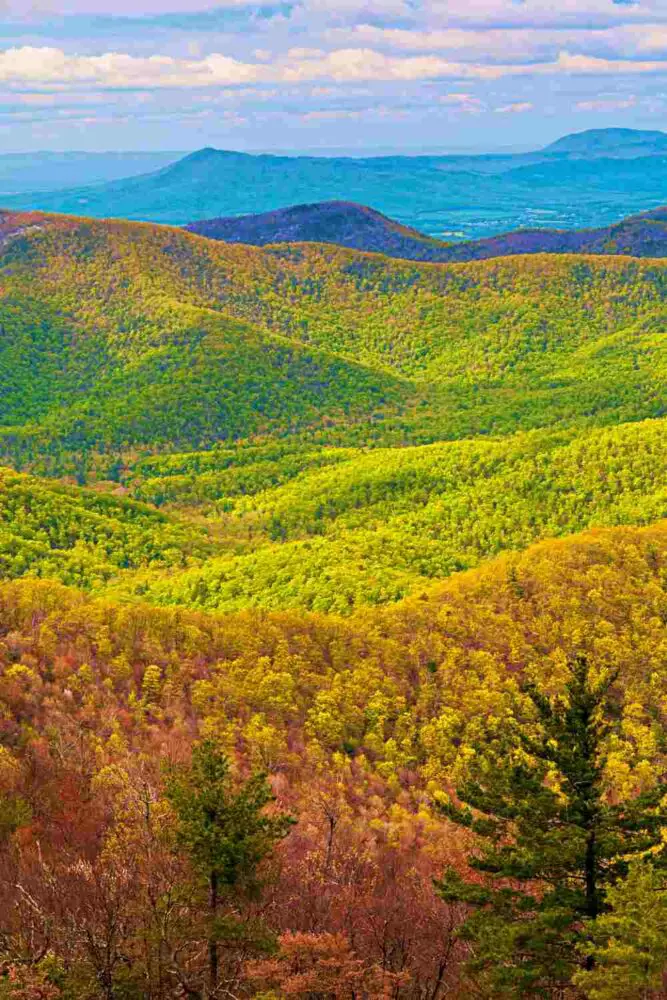 Mountains full of trees with colorful leaves in Shenandoah National Park