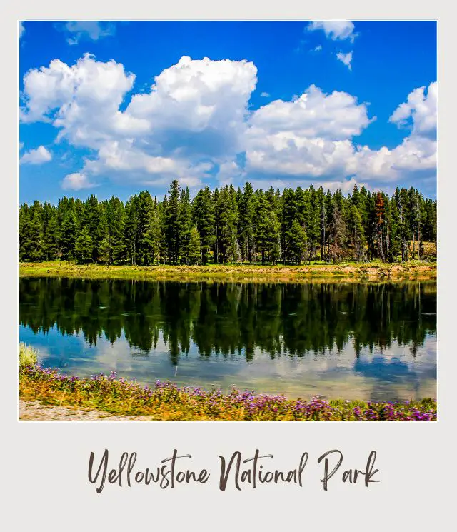 Lake surrounded by trees in Yellowstone National Park