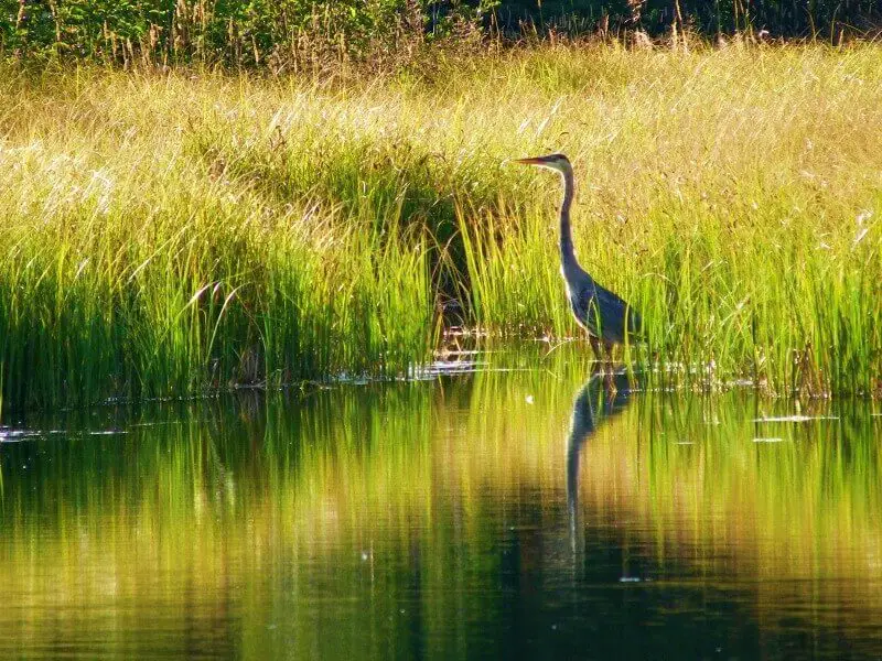 Blue-heron-at-Schwabacher-Landing-Grand-Teton-National-Park