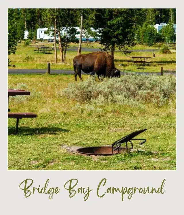 The Best Camping in Yellowstone National Park: Complete Guide picnic table, fire ring with bison and a trailer in background