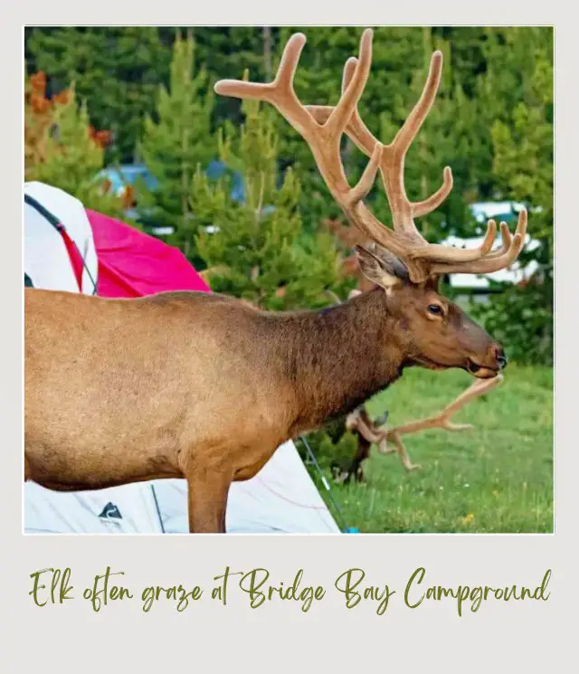 The Best Camping in Yellowstone National Park: Complete Guide elk at Bridge Bay Campground yellowstone national park
