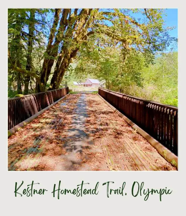Maple Glade Rainforest Trail and Kestner Homestead Trail: Complete Guide A wooden bridge surrounded by trees and leaves, and on the other side are buildings in Maple Glade Rainforest Trail and Kestner Homestead Trail Olympic National Park