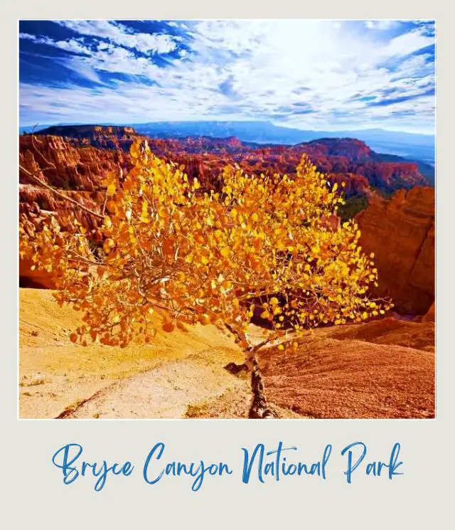 Yellow leaf-tree and behind are red rock mountains under the blue sky in Bryce Canyon National Park