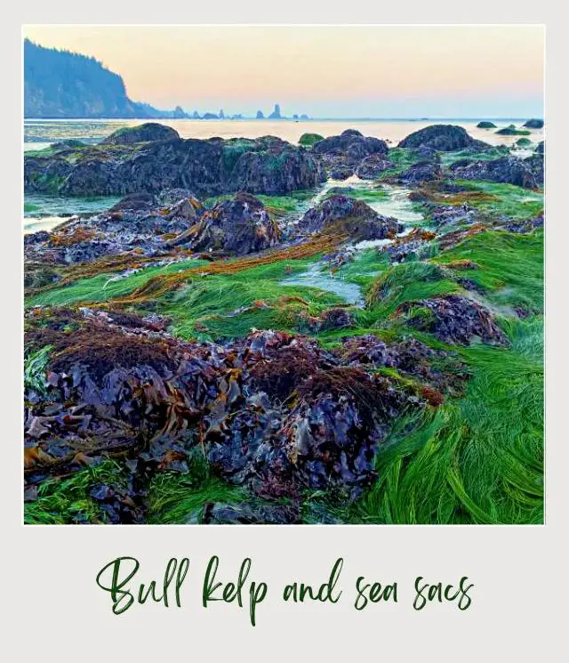 Best Tide Pools Olympic National Park: Complete Guide for First Time Visitors A formation of Bulk kelp and sea sacs at the coastal waters of Olympic National Park.