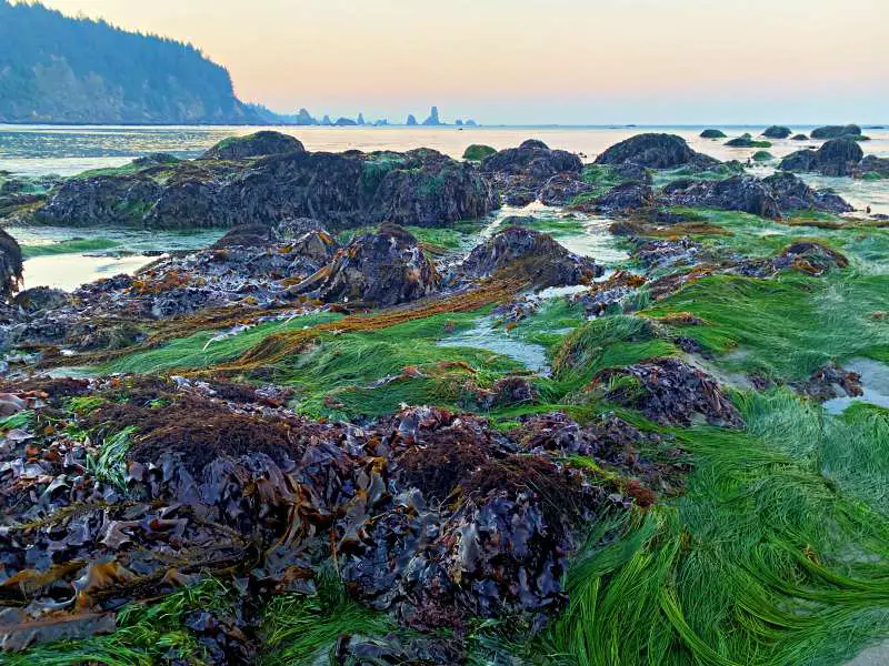 A formation of Bulk kelp and sea sacs at the coastal waters of Olympic National Park.