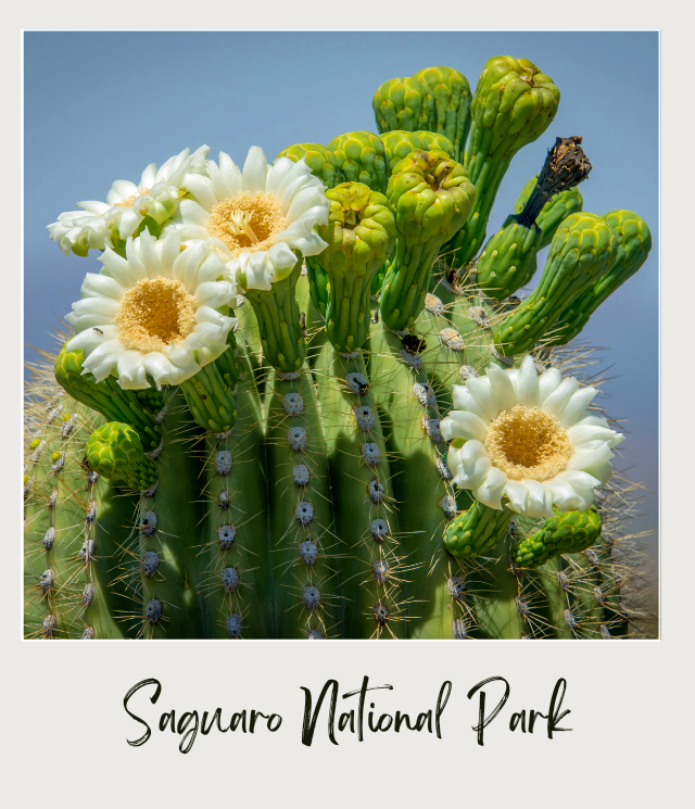 Cactus Saguaro NP