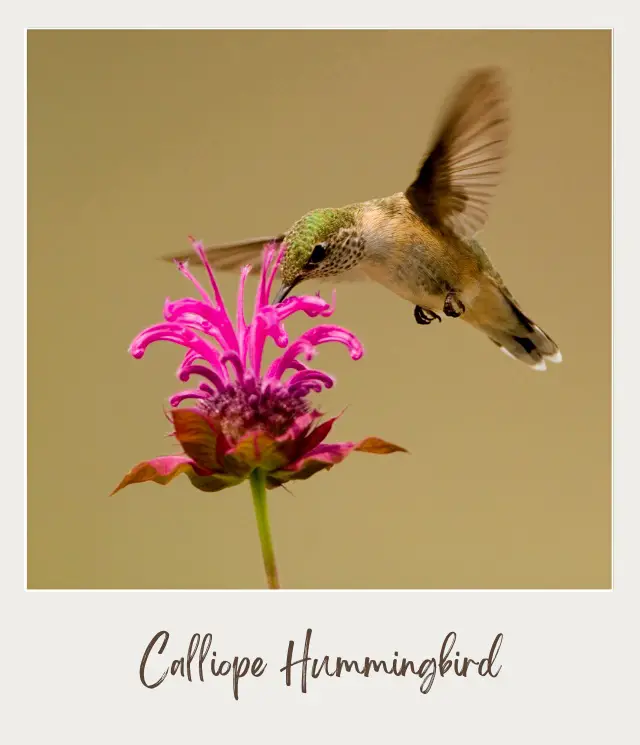 An image of a small calliope hummingbird on a small flower in Grand Teton National Park