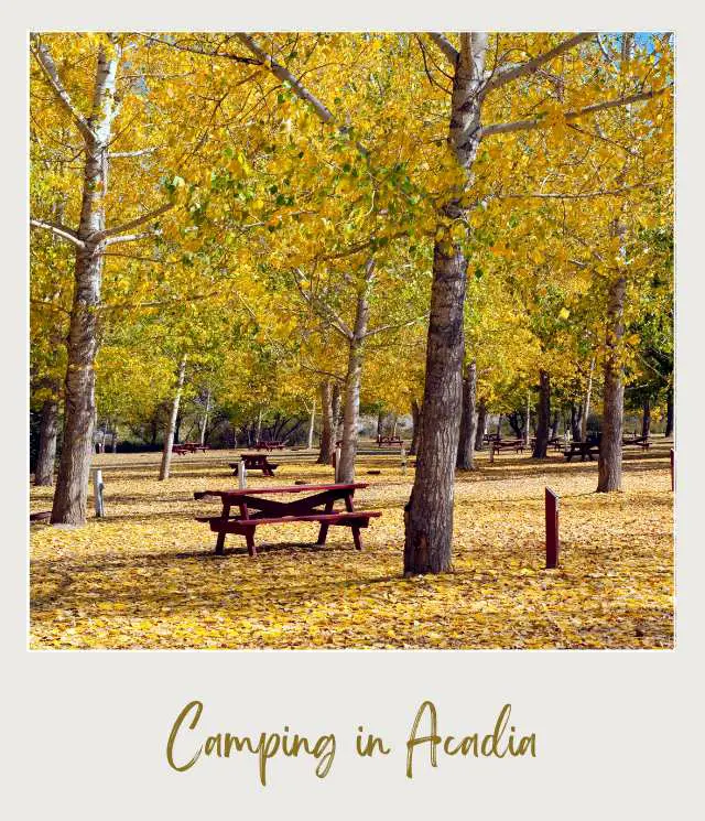 Wooden chairs and a table in the middle of the trees with yellow leaves in a campground near Acadia National Park