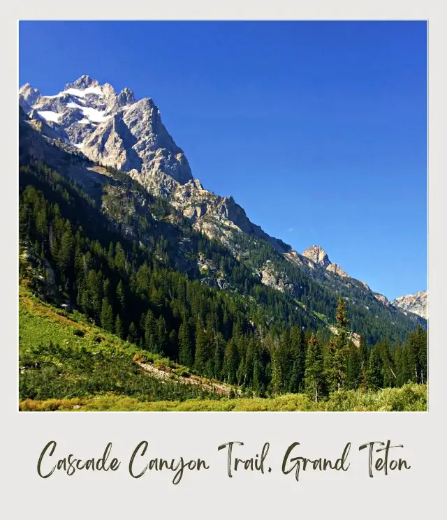 View of mountains and trees in Grand Teton National Park.