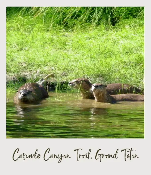 Four river otters in the water in Grand Teton National Park.