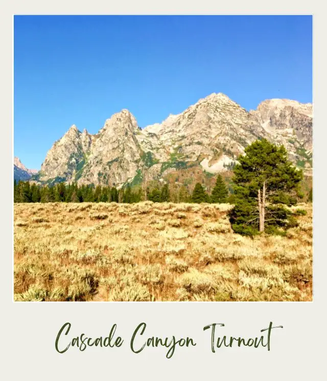 View of Mountains, and below are trees and grasses in Grand Teton National Park.