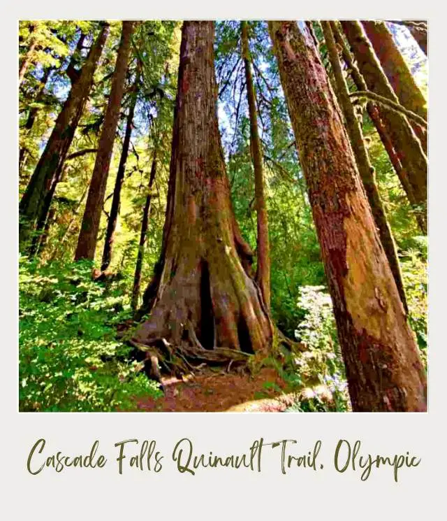 20 Best Hikes in Olympic National Park Huge straight trees surrounded by other trees under the blue sky in Cascade Falls Olympic National Park