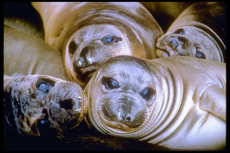 Group of elephant seal pups Photo Credit Dan Richards - NPS