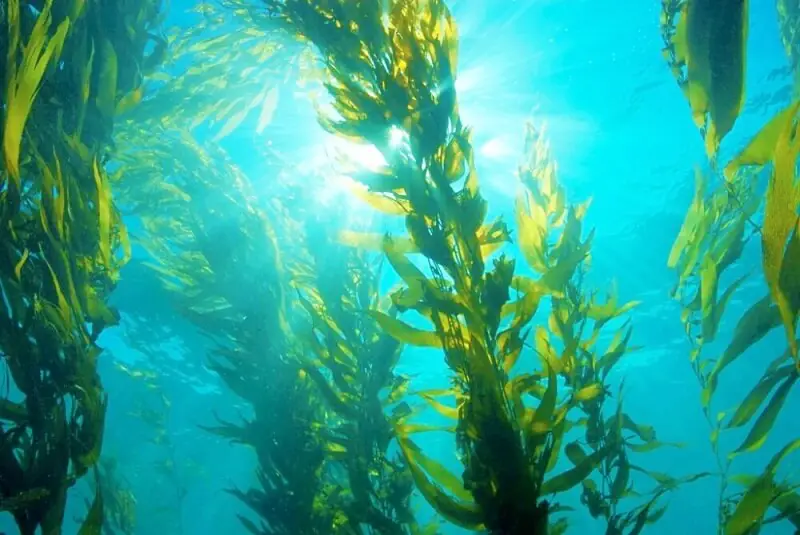 Channel-Islands-Kelp-SCUBA-Diving-California