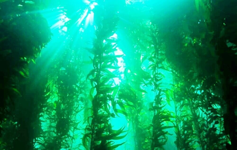 Channel-Islands-Kelp-SCUBA-Diving-California