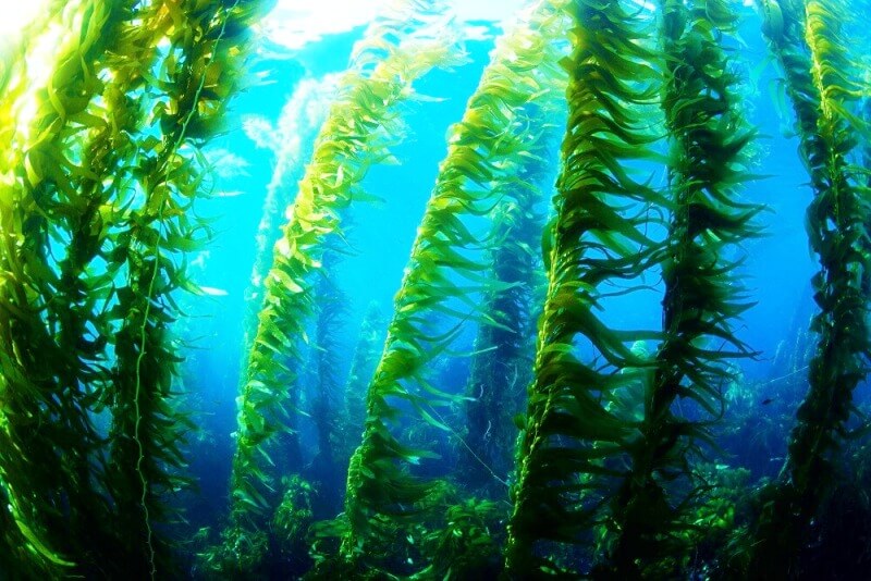 Channel-Islands-Kelp-SCUBA-Diving-California