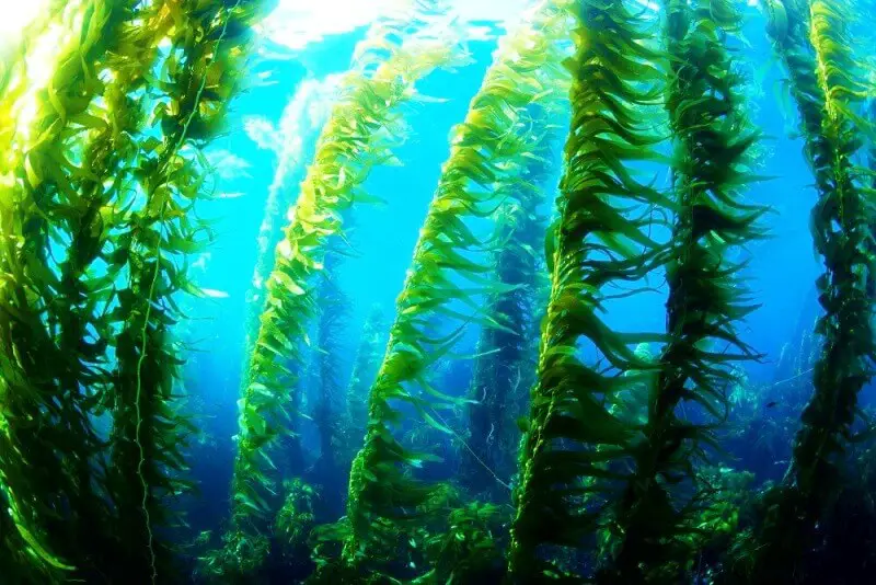 Channel-Islands-Kelp-SCUBA-Diving-California