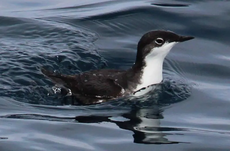 scrippss murrelet swimming in ocean