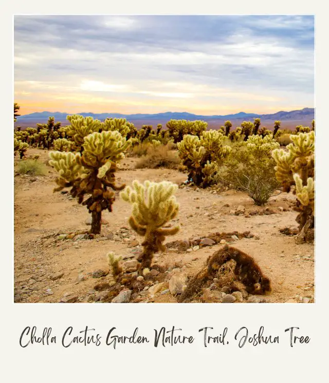 View of cholla cacti on the field in Cholla Cactus Garden Nature Trail, Joshua Tree National Park.