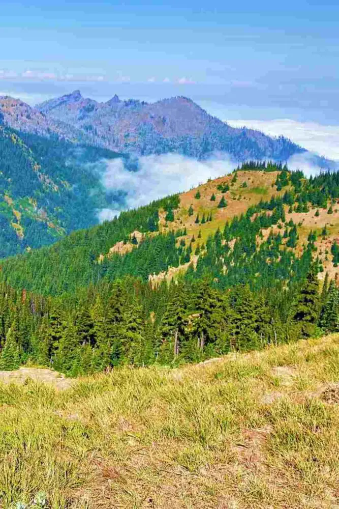 A photo of mountains of trees and grasses in Hurricane Ridge Olympic National Park