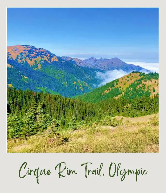 Cirque Rim Trail Guide Trees and grasses and besides are aerial view of mountains in Cirque Rim Trail Hurricane Ridge Olympic National Park