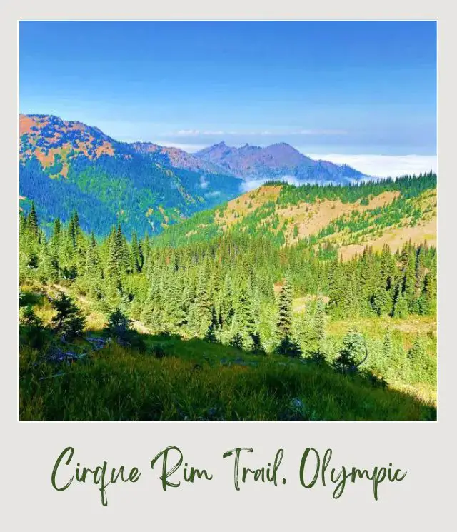 Cirque Rim Trail Guide Trees and grasses and besides are aerial view of mountains in Cirque Rim Trail Hurricane Ridge Olympic National Park