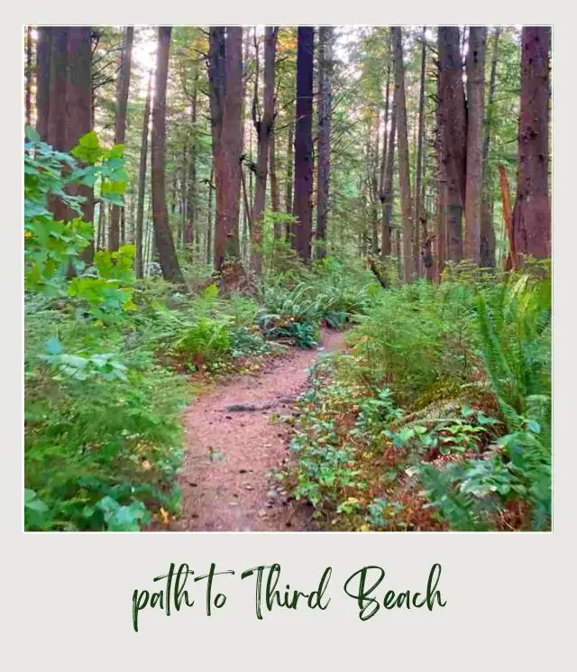 Third Beach, La Push: Complete Guide Trail surrounded by trees and ferns in Third Beach Olympic National Park.