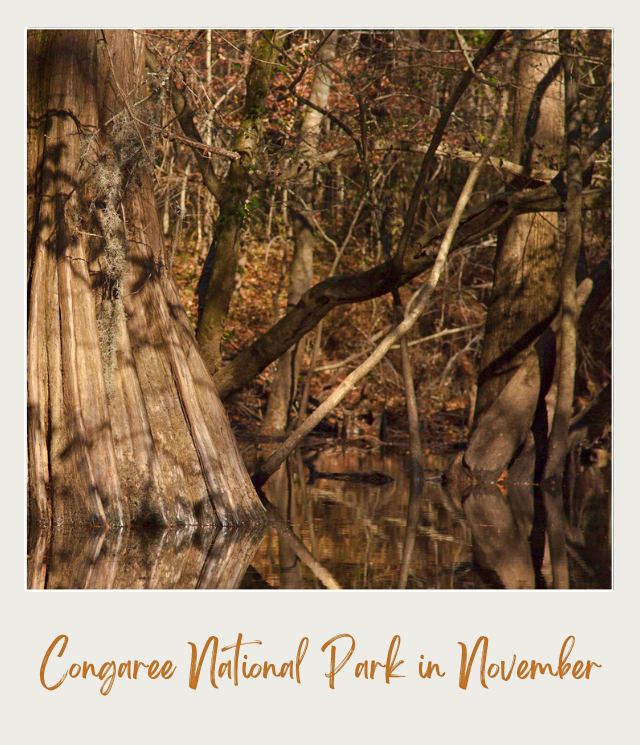 Best National Parks to Visit in November Congaree National Park in November featuring a wooden boardwalk, Weston Lake, lush forest scenery, and one of the best National Parks to Visit in November.