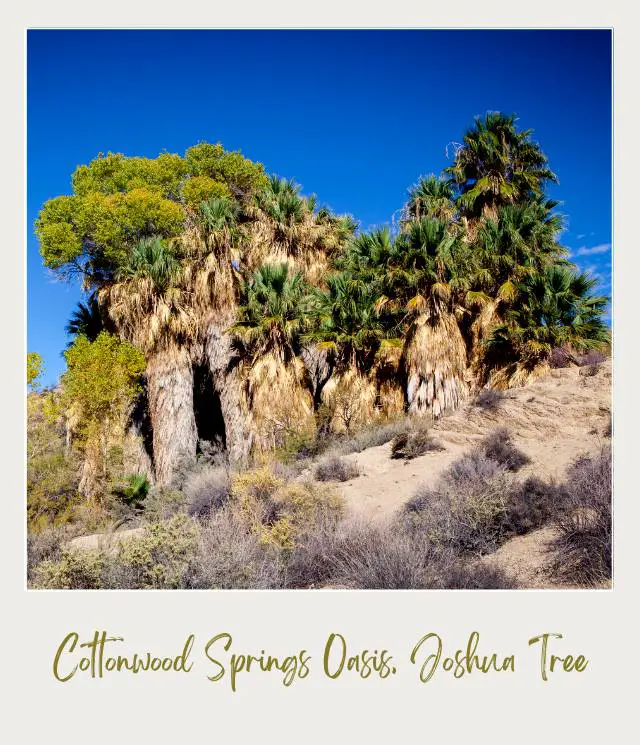 View of giant palms surrounded by bushes in Cottonwood Springs in Joshua Tree National Park.