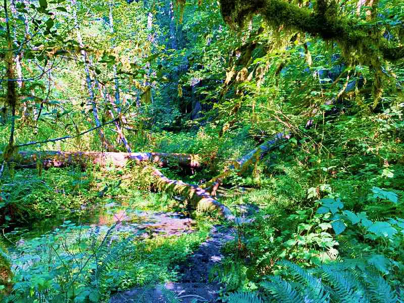 Creek near start of Hoh River Trail Olympic National Park