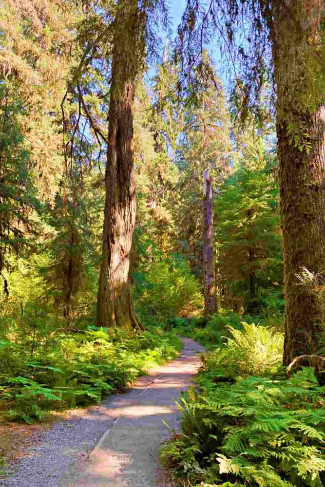 Crowd thins out on Hoh River Trail Olympic National Park