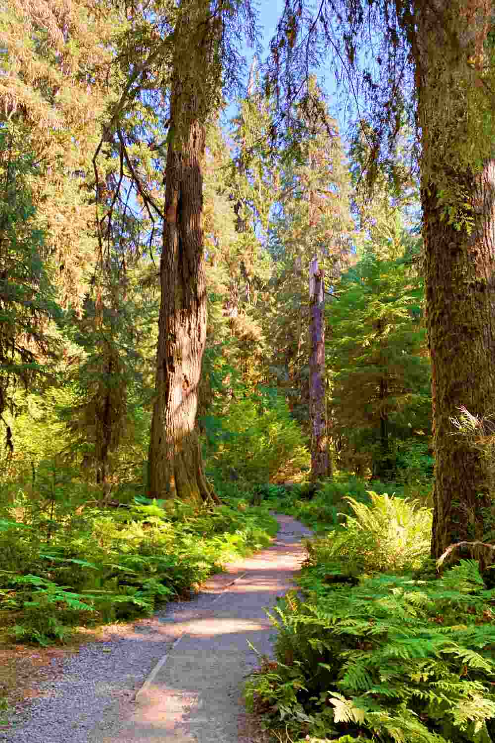 Hiking The Hoh River Trail, Olympic National Park: Complete Guide