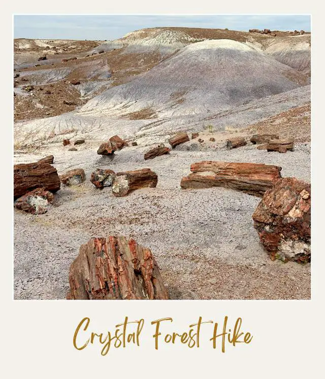 Crystal Forest Hike Petrified National Park