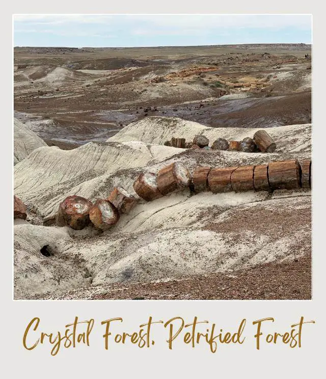 Crystal Forest Petrified National Park