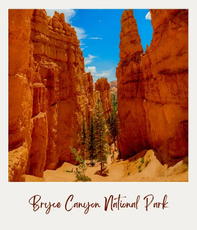 A tree in the middle and behind are rock cliffs and trees in Bryce Canyon