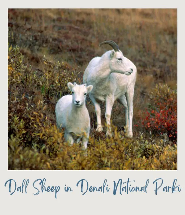 The 10 Best National Parks for Wildlife Viewing in the US (and the 5 Worst Ones) Dall Sheep in Denali National Parki