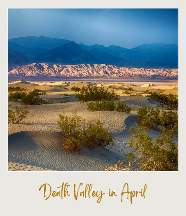 View of bushes and mountains in Death Valley National Park.