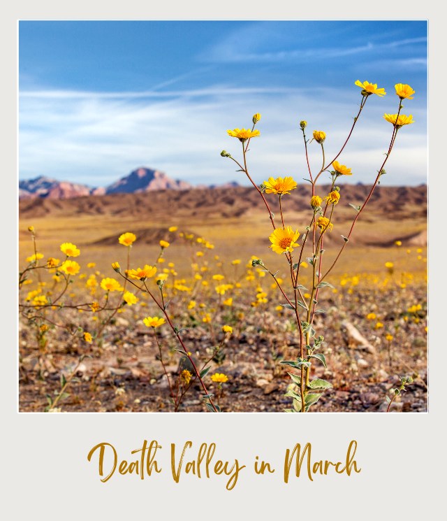 View of yellow wildflowers and behind are mountains in Death Valley National Park.