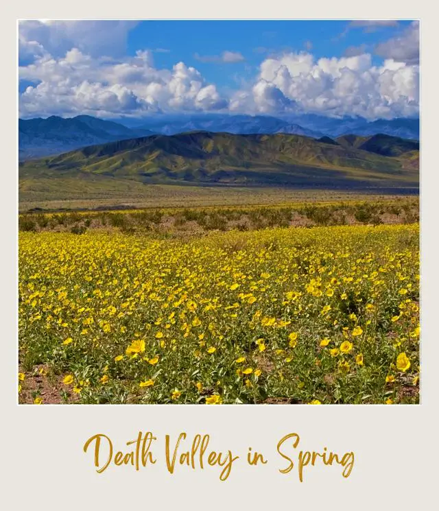 Mountain ranges and below are yellow wildflowers in Death Valley National Park.