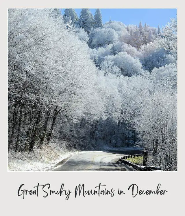 View of trees covered with snow in Great Smoky Mountains National Park.