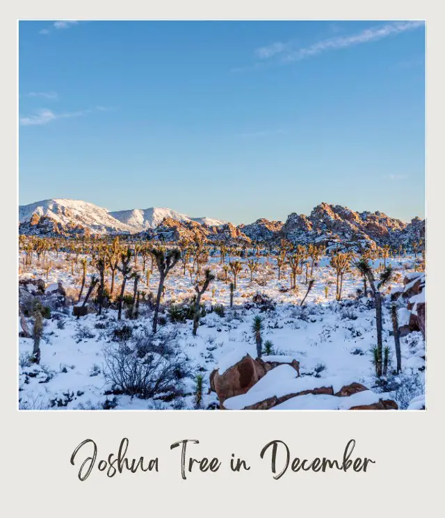 View of Joshua Trees and other plants on the ground covered with snow and behind are snowcapped rock mountains in Joshua Tree National Park.