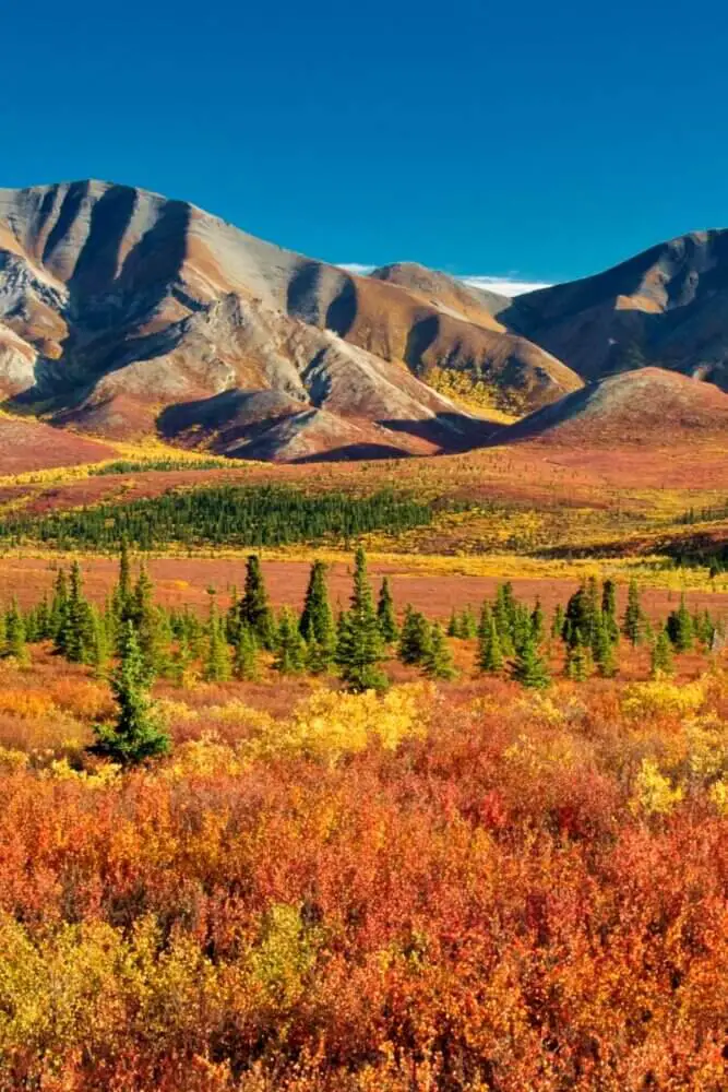 Denali National Park in the fall