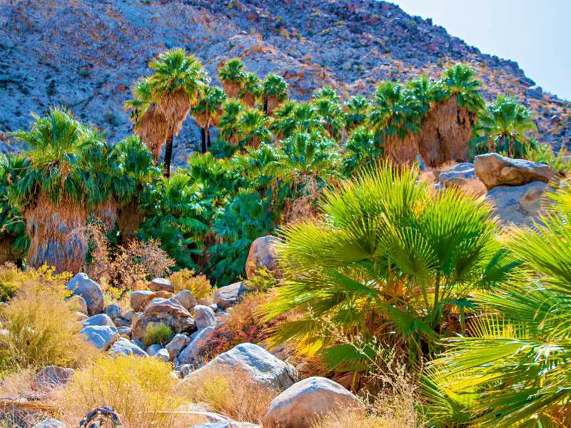 Dessert Fan Palm Trees are surrounded by rocks and bushes in Joshua Tree National Park.