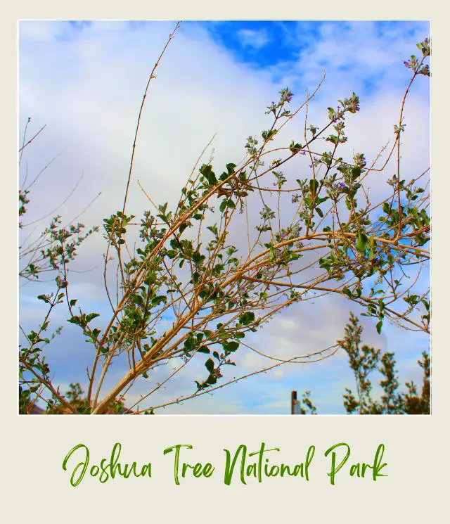 Photo of branches with green leaves in Joshua Tree National Park.