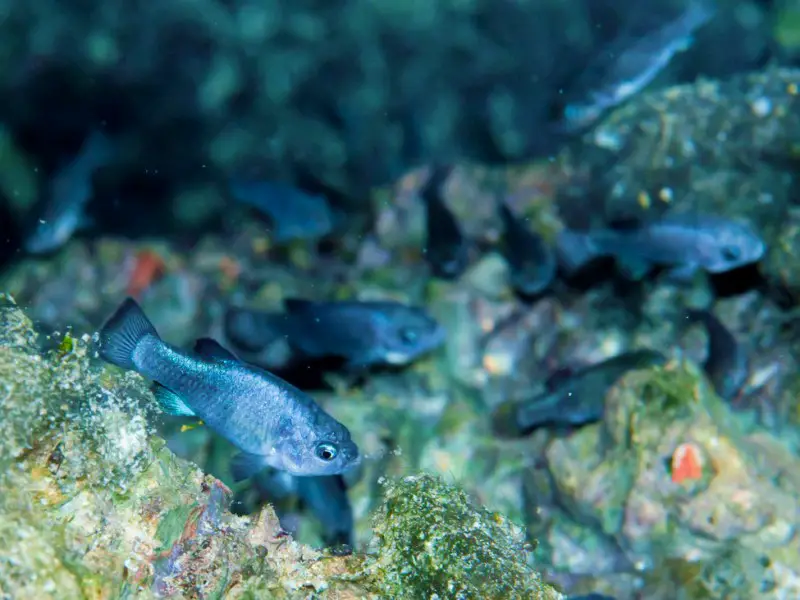 An image of Black Devil's Hole Pupfish surrounded by stone underwater in Death Valley National Park.