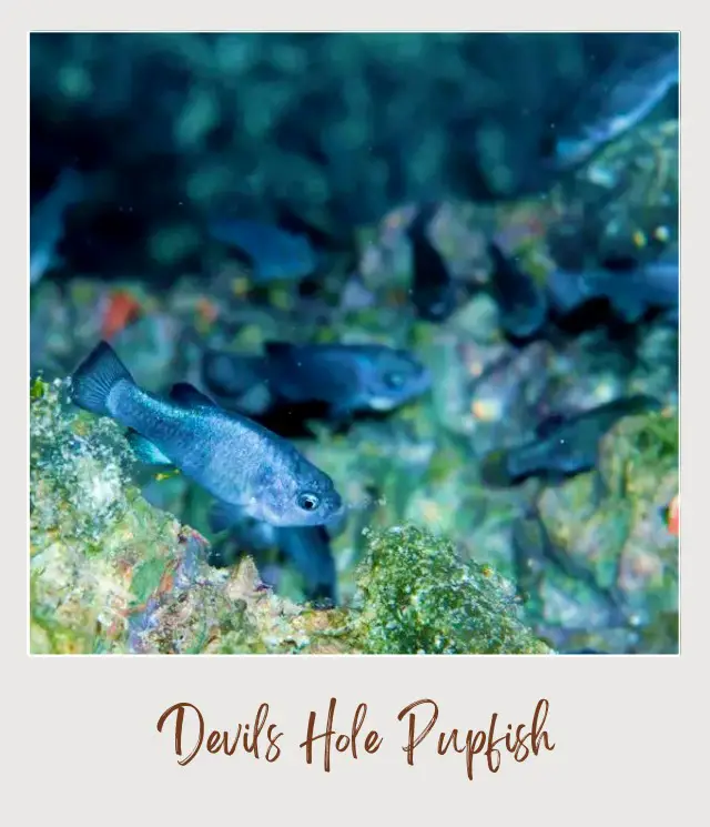 An image of Black Devil's Hole Pupfish surrounded by stone underwater in Death Valley National Park.