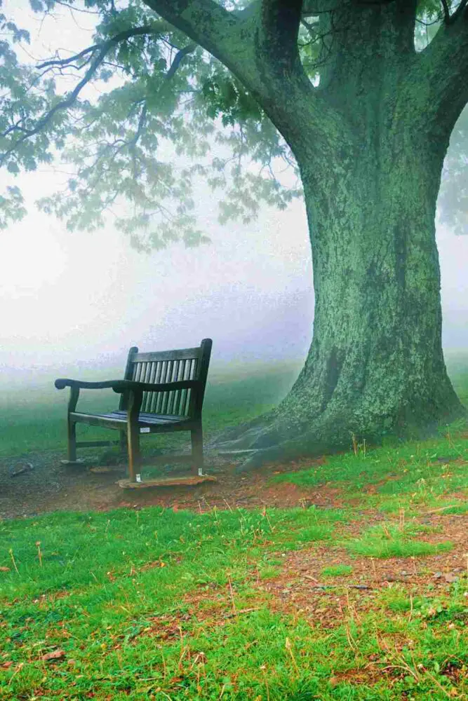 A chair under the huge tree surrounded by fog in Shenandoah National Park